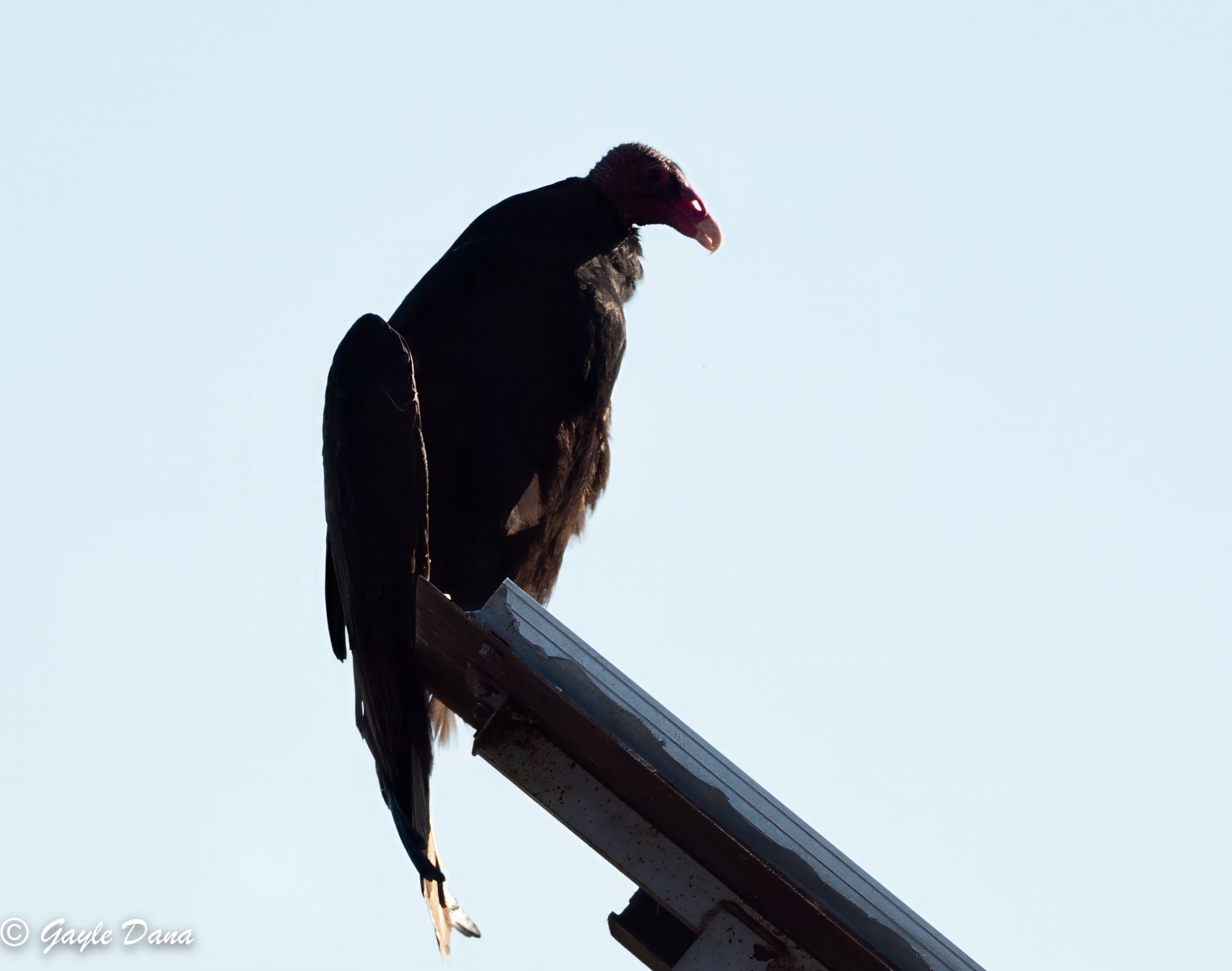 Turkey Vulture